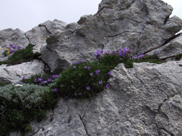 Fioriture in quota